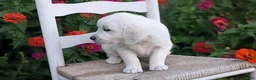 Golden Retriever dogs for sale: Bailey - Ad 9