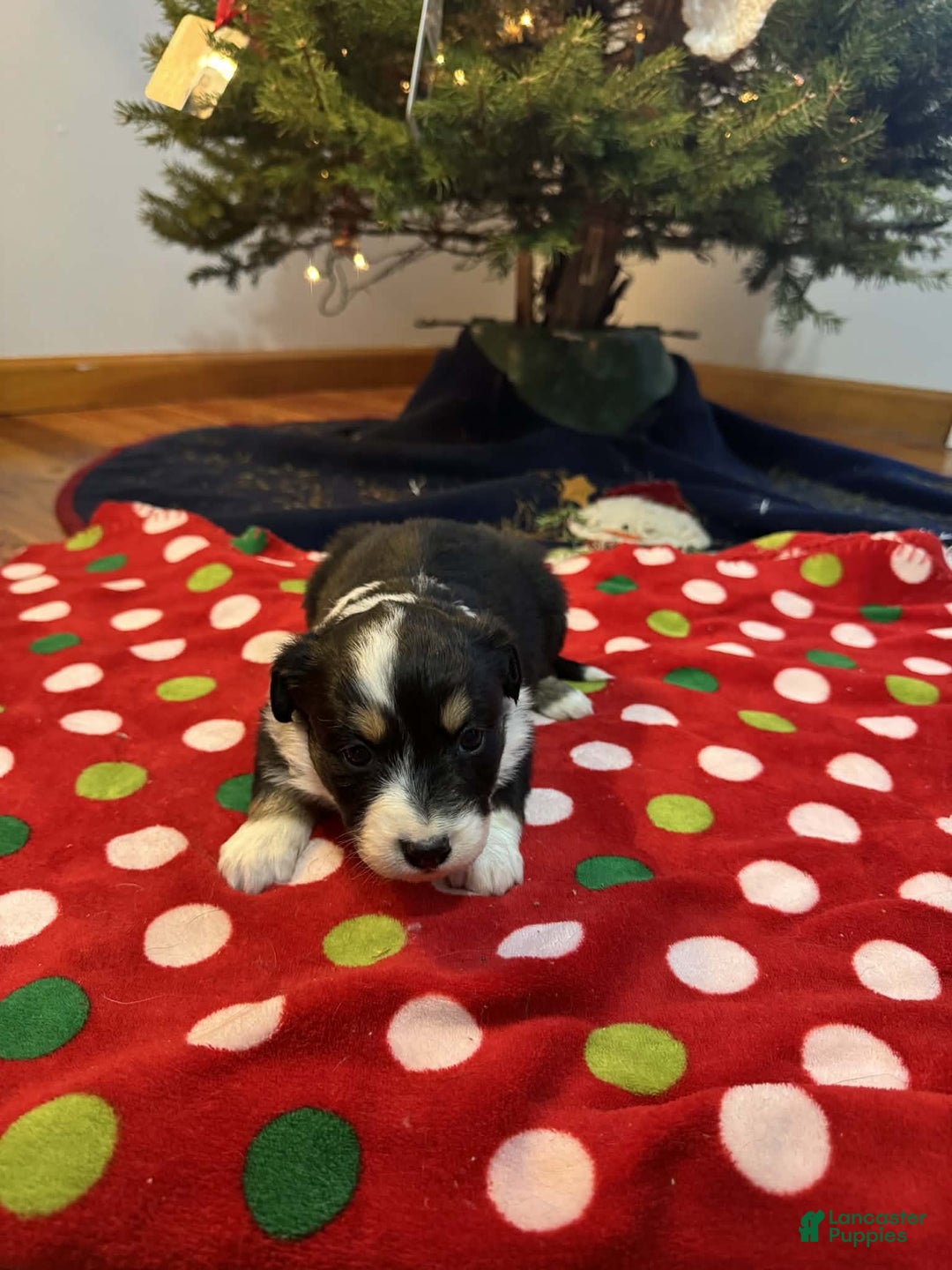 Australian Shepherd dogs for sale: Crystal - Ad 5