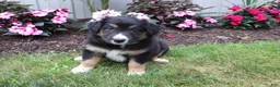 Australian Shepherd dogs for sale: Midnight - Ad 2