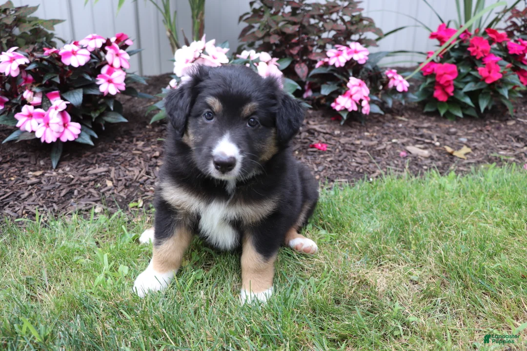 Australian Shepherd dogs for sale: Midnight - Ad 2