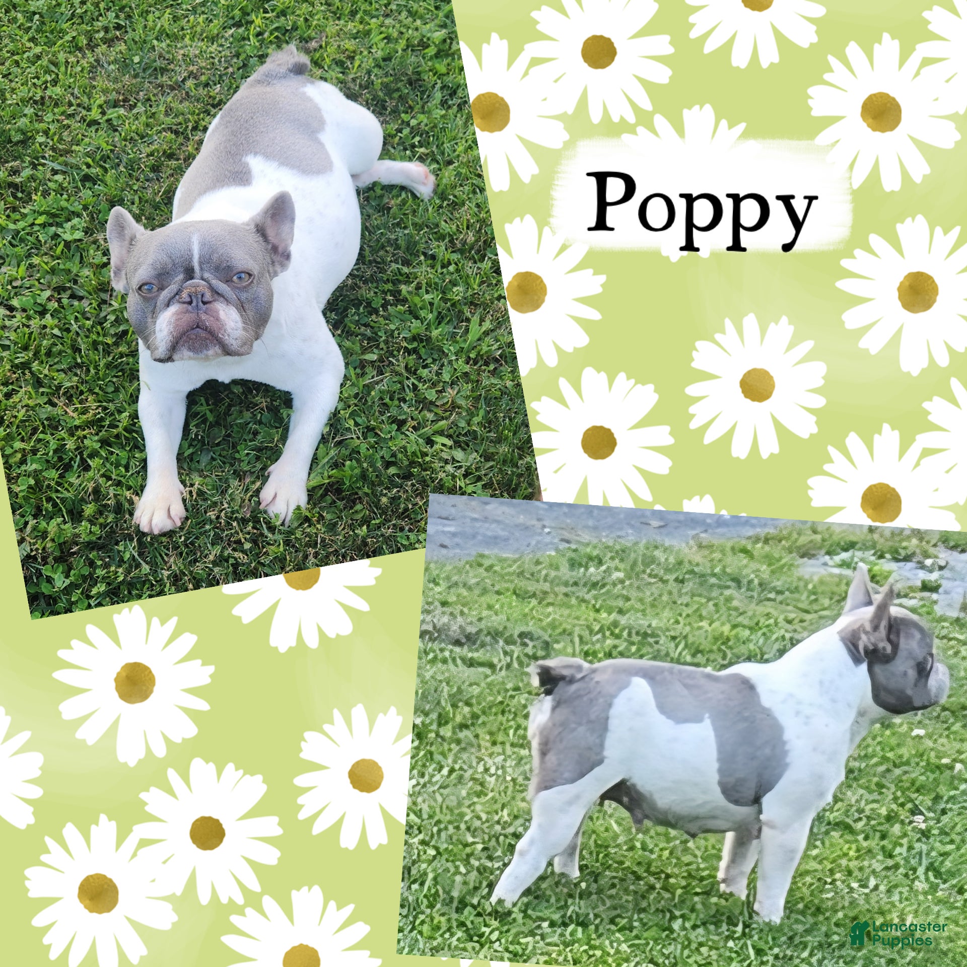 French Bulldog dogs Olive - Ad 2