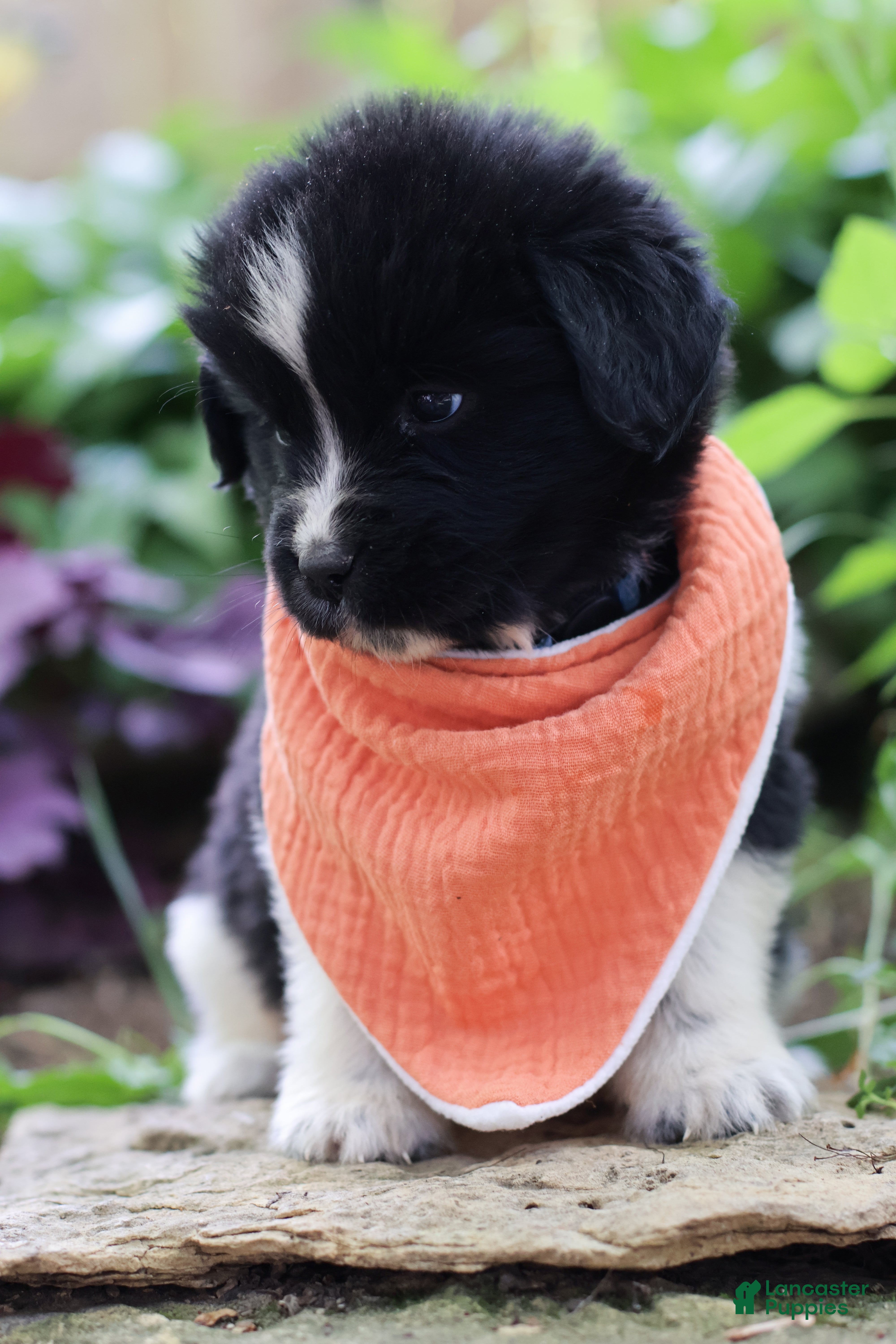 Newfoundland dogs Rosalina - Ad 2