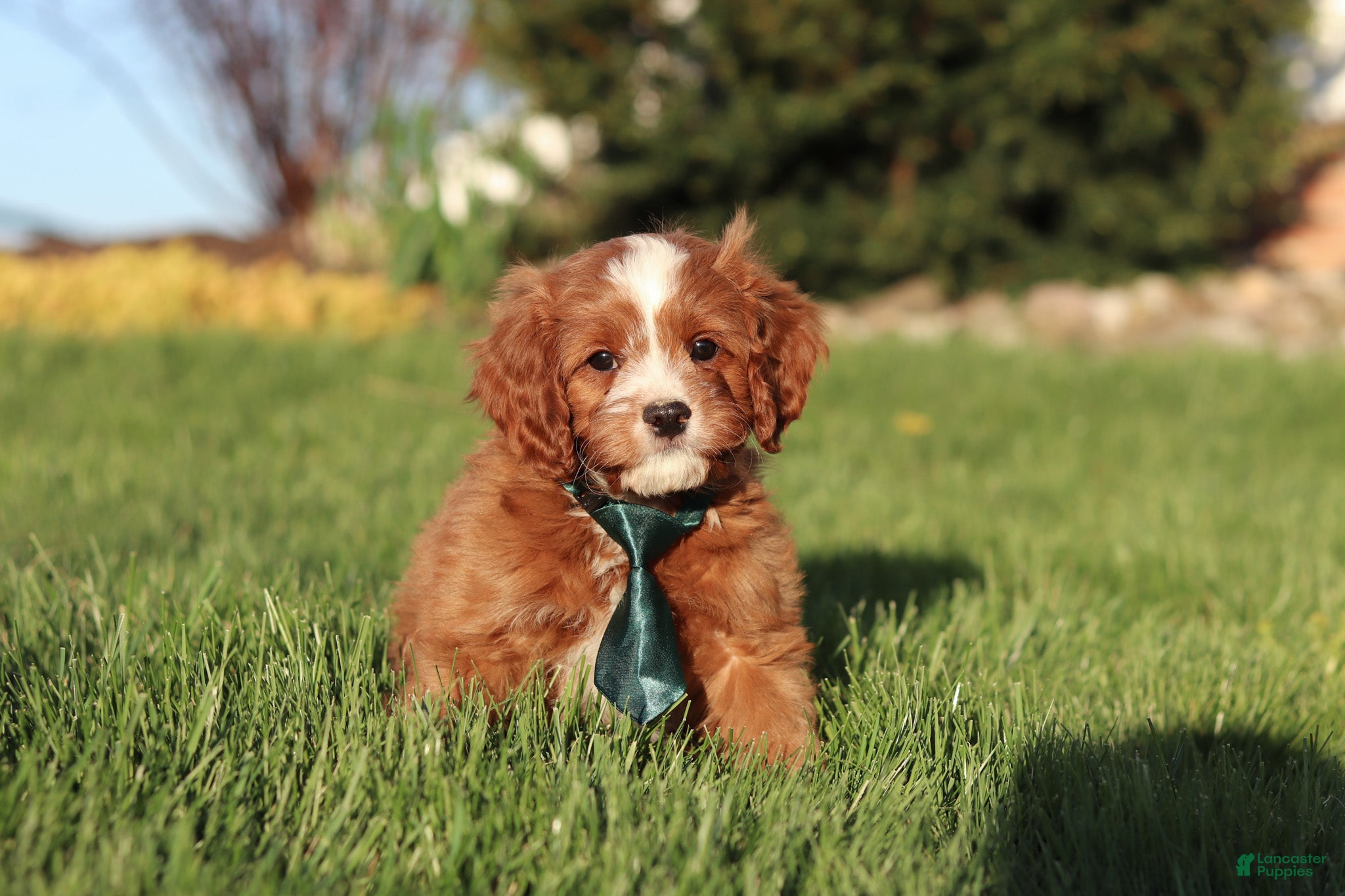 Cavapoo dogs Mickey - Ad 2