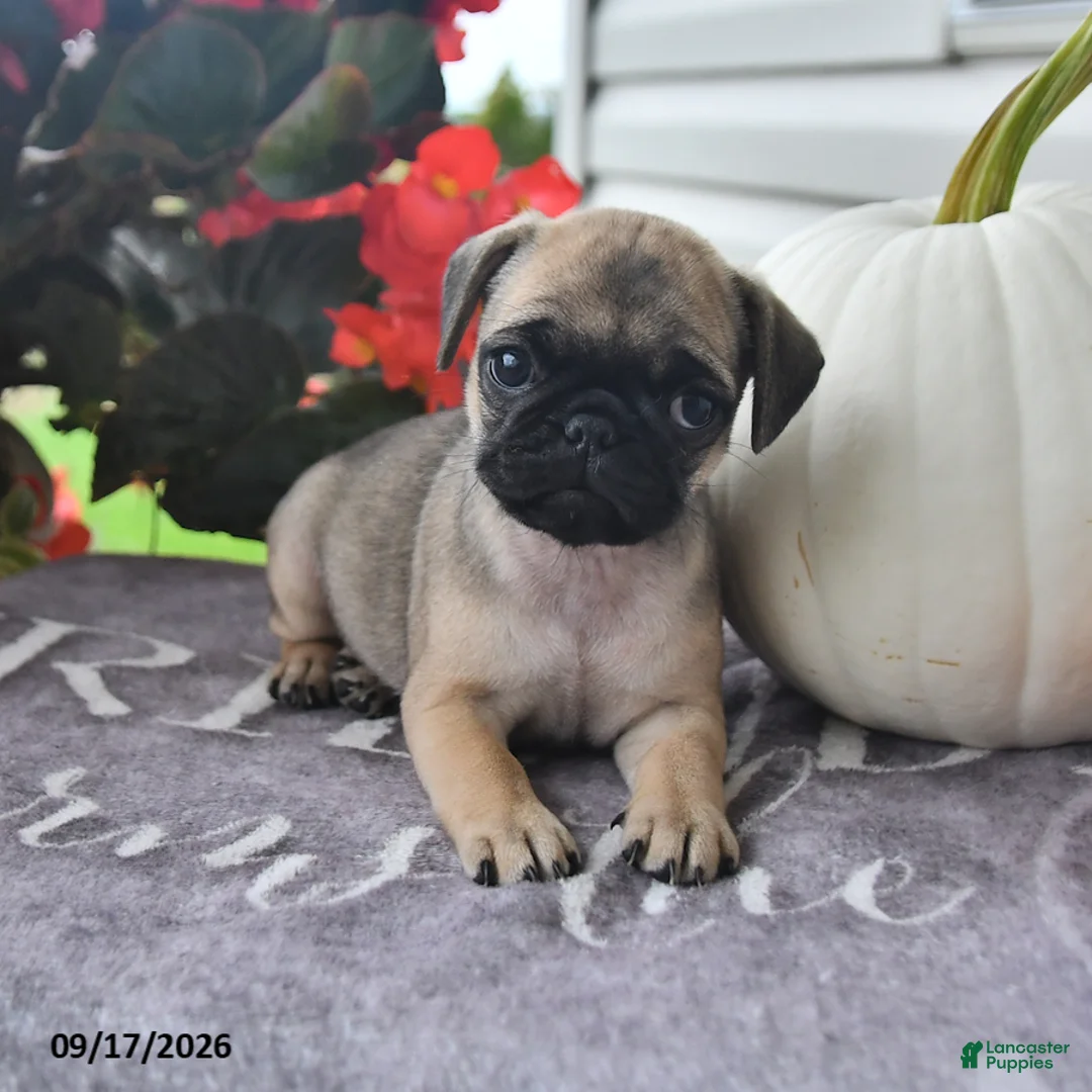 Puggle dogs for sale: Clover - Ad 1