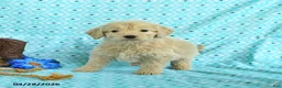Goldendoodle dogs for sale: Mia  - Ad 4