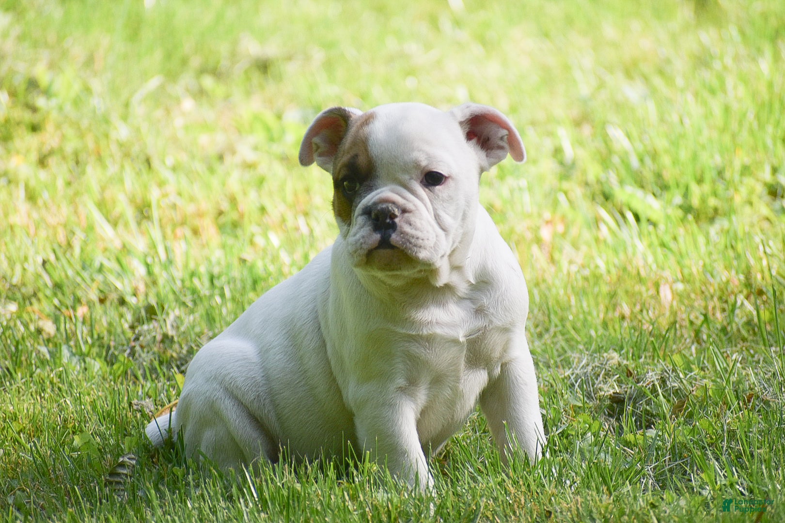 Olde English Bulldogge dogs Archie - Ad 2