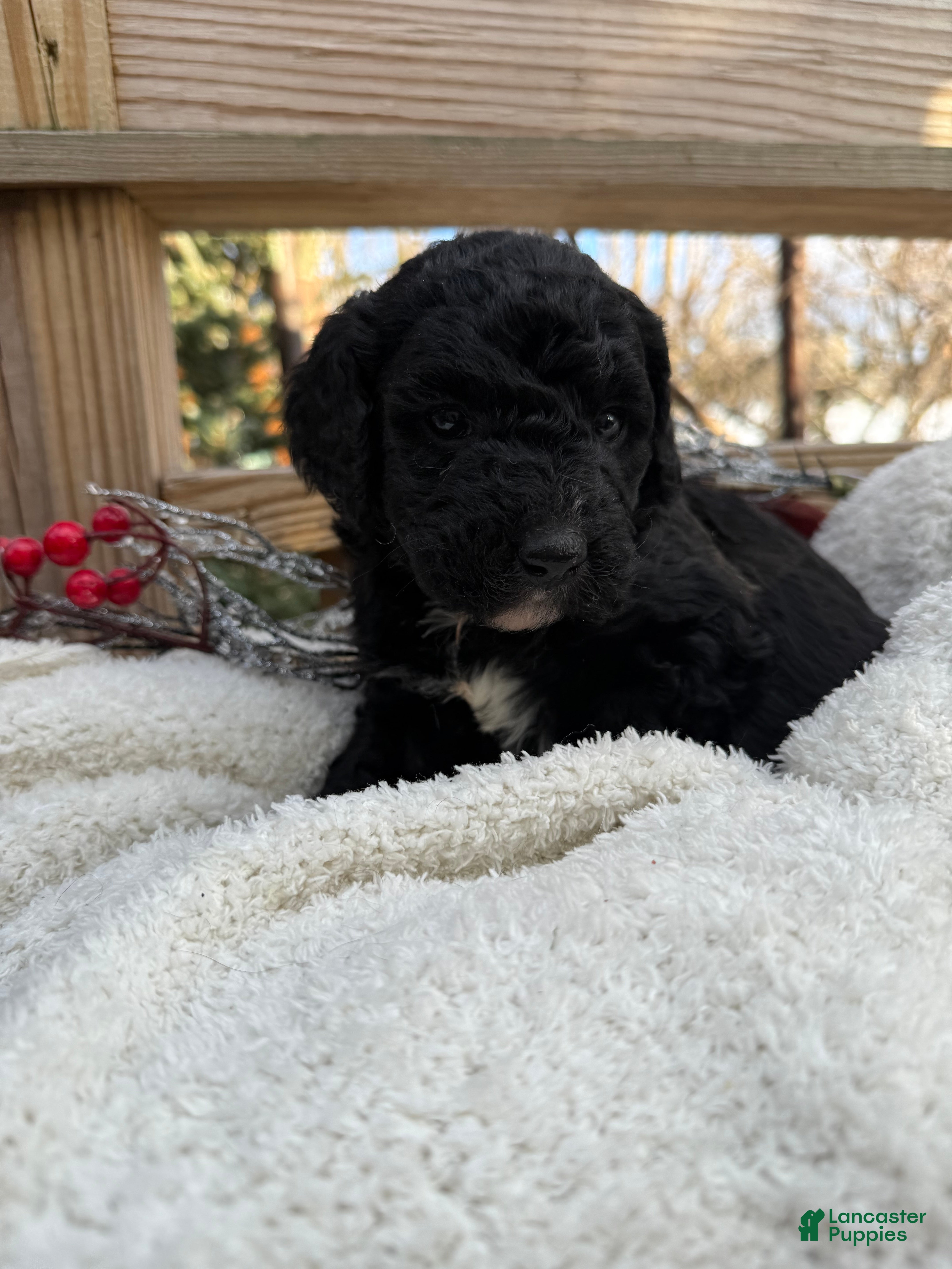 Mixed Breed dogs Sandy - Ad 1