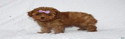 Toy Poodle dogs for sale: Jenny - Ad 5