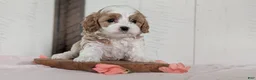 Cavapoo dogs for sale: Raya - Ad 8