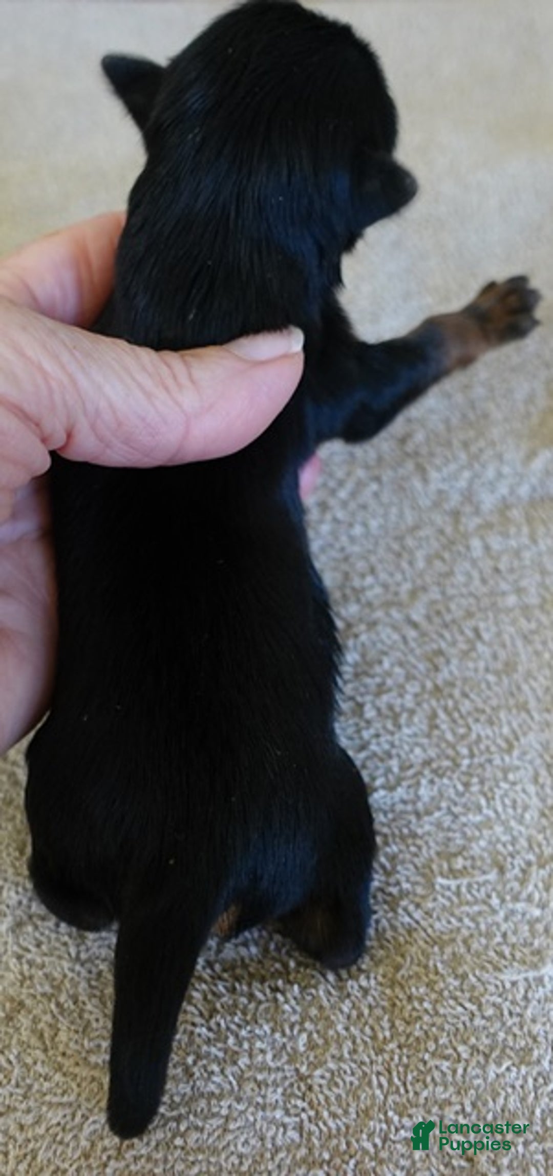 Yorkshire Terrier dogs for sale: Zephyr solid black face - Ad 10