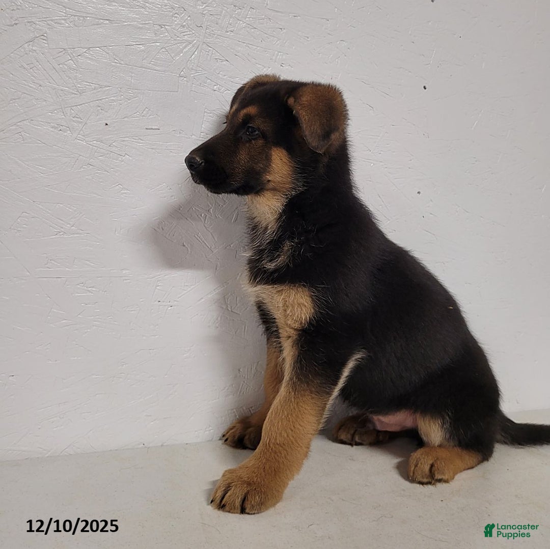 German Shepherd dogs for sale: Barney - Ad 6