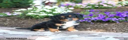 Mini Bernedoodle dogs for sale: Philip - Ad 5