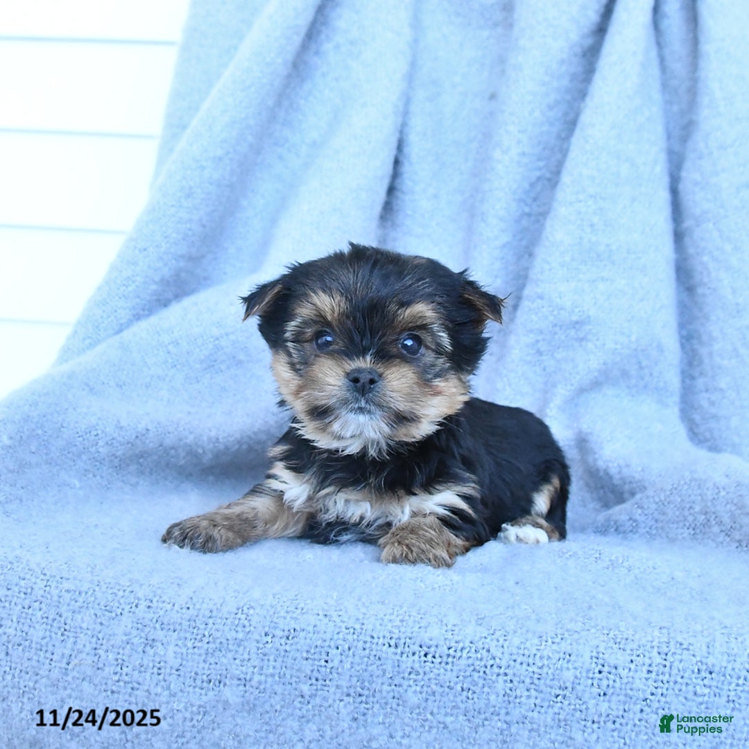 Yorkshire Terrier dogs for sale: Flower - Ad 1