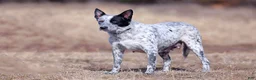 Australian Cattle Dog dogs for sale: Noah - Ad 6