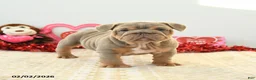 English Bulldog dogs for sale: Bear - Ad 3