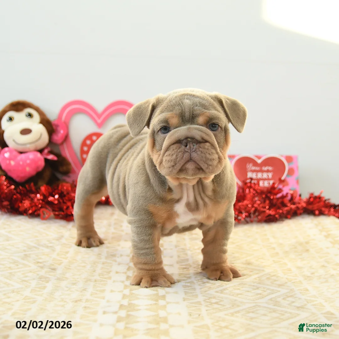English Bulldog dogs for sale: Bear - Ad 3