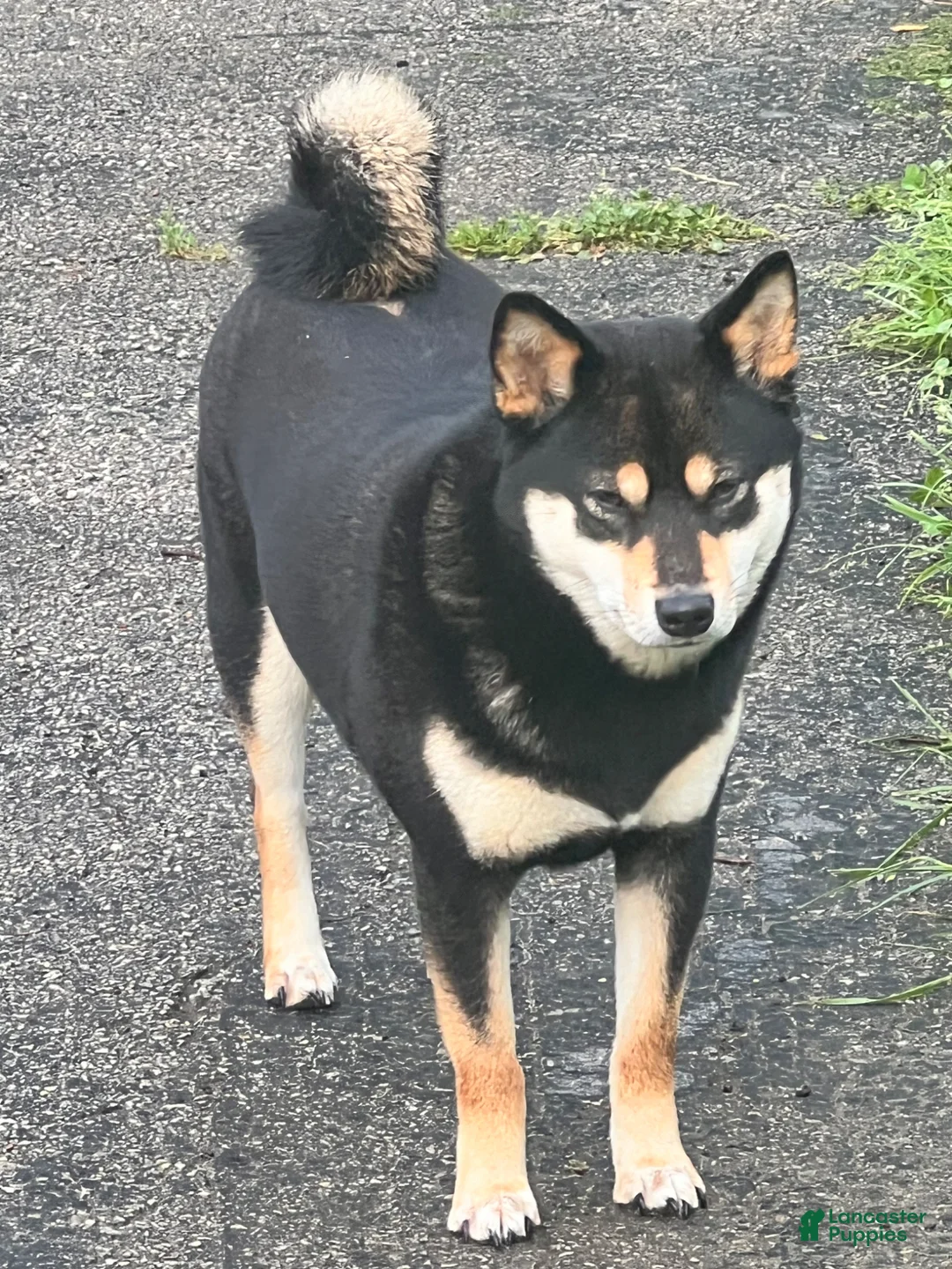 Shiba Inu dogs for sale: Suki - Ad 5