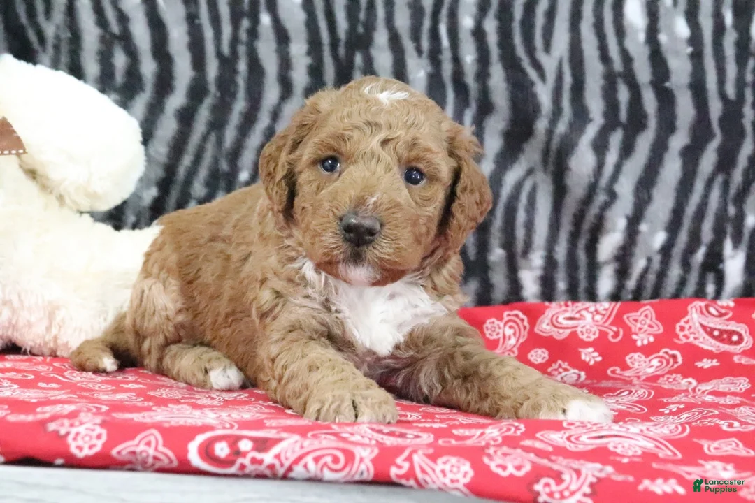 Mini Goldendoodle dogs for sale: Muffin - Ad 3