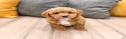 Mini Goldendoodle dogs for sale: Jenny - Ad 3