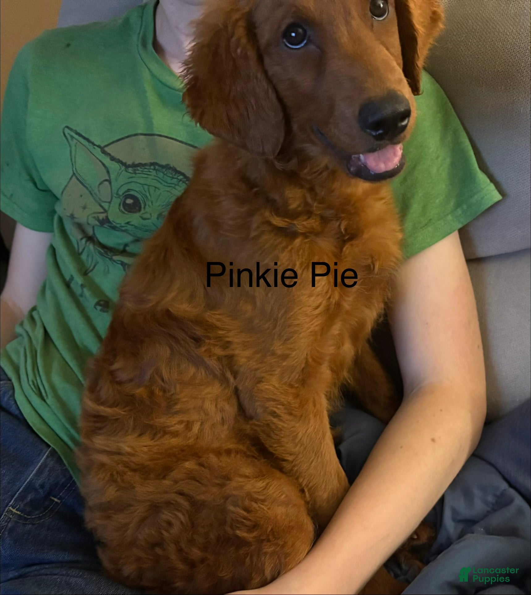 Goldendoodle dogs Pinkie Pie  - Ad 2