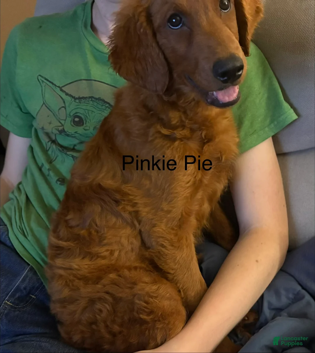 Goldendoodle dogs for sale: Pinkie Pie  - Ad 2