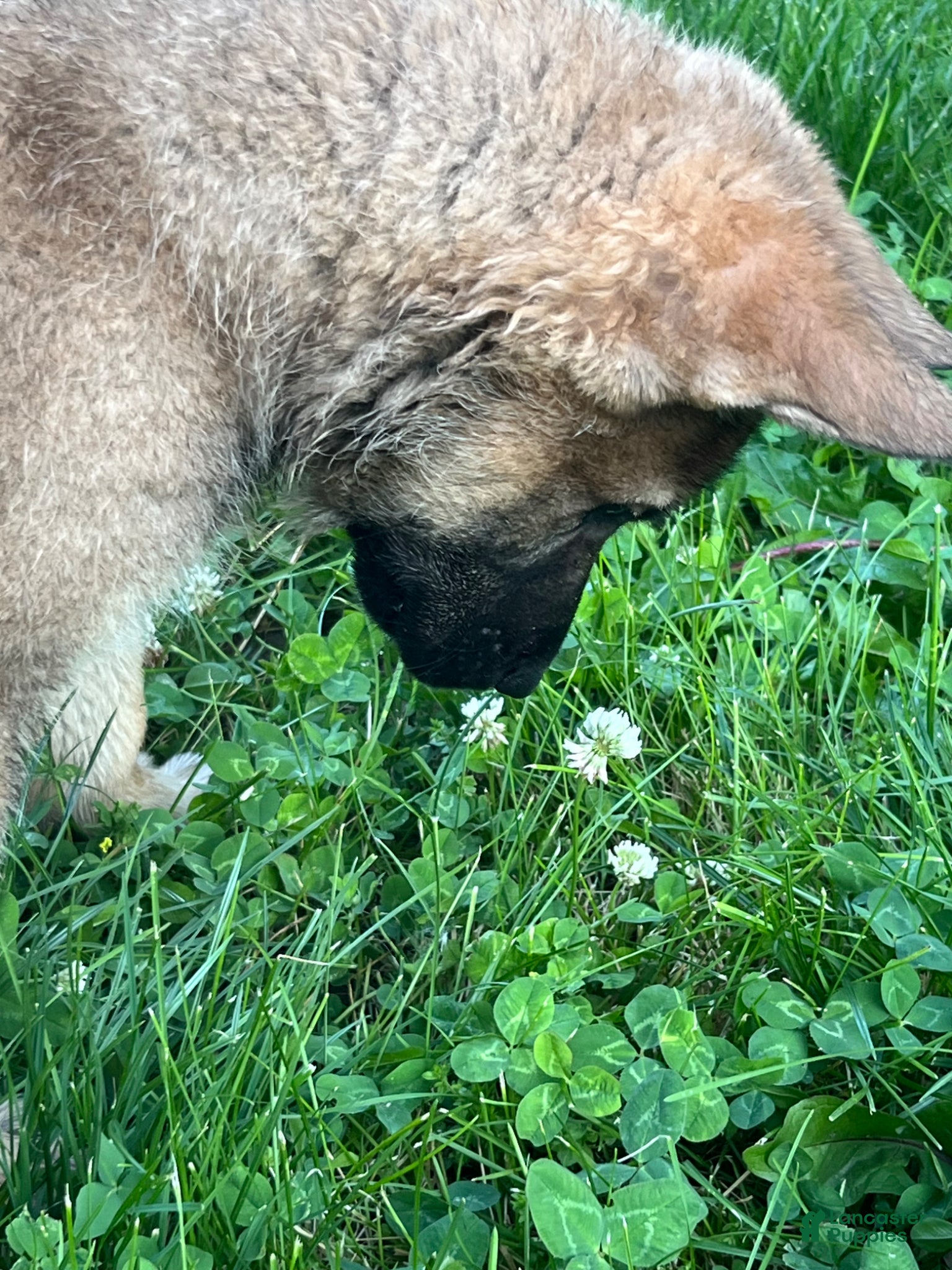 German Shepherd dogs German Shepherd Puppy 1 - Ad 24