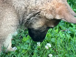 German Shepherd dogs German Shepherd Puppy 1 - Ad 32