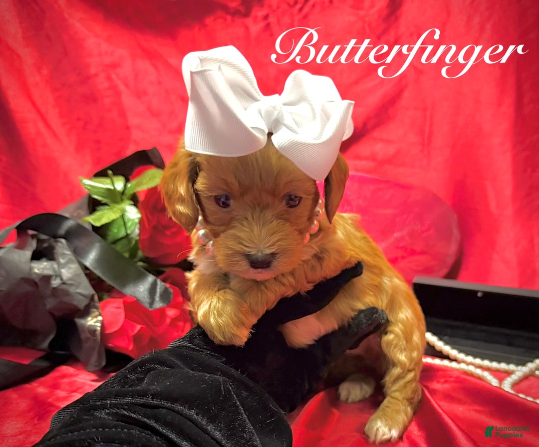 Yorkiepoo dogs for sale: Butterfinger  - Ad 2