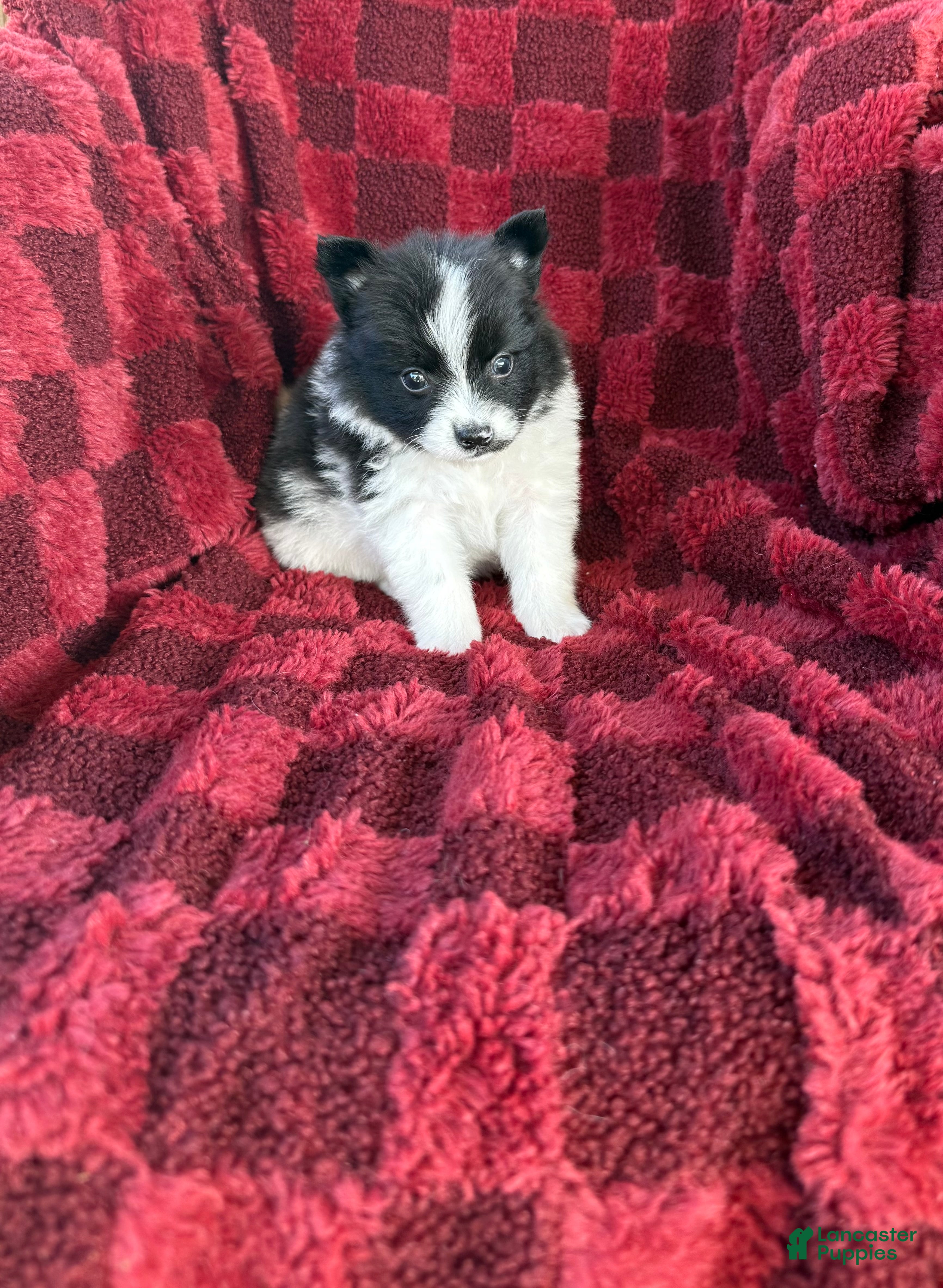 Pomeranian dogs Benjamin  - Ad 13