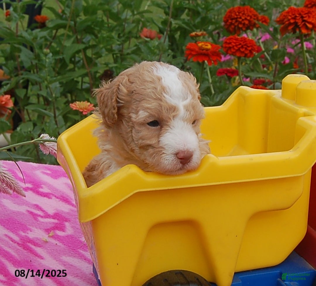 Toy Poodle dogs for sale: Blaze - Ad 12