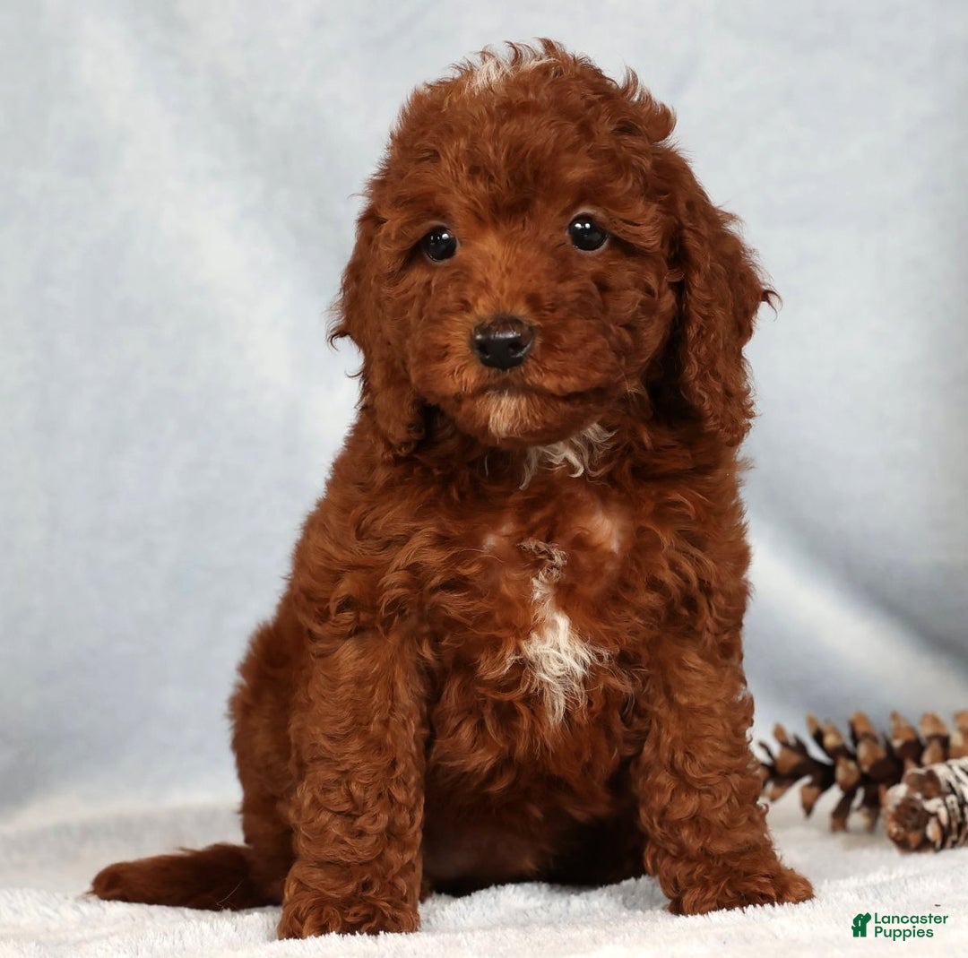 Miniature Poodle dogs for sale: Sasha - Ad 2