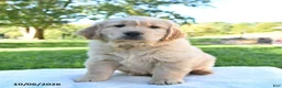 Golden Retriever dogs for sale: Ricky  - Ad 2