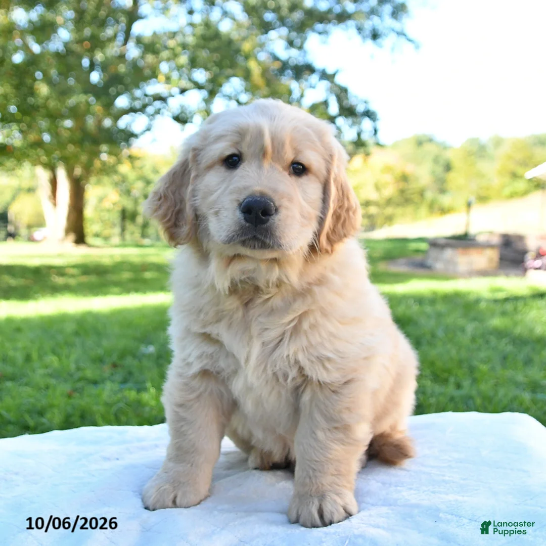Golden Retriever dogs for sale: Ricky  - Ad 2