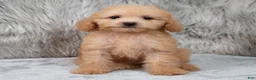 Mini Goldendoodle dogs for sale: Abby ID: 3852 - Ad 1