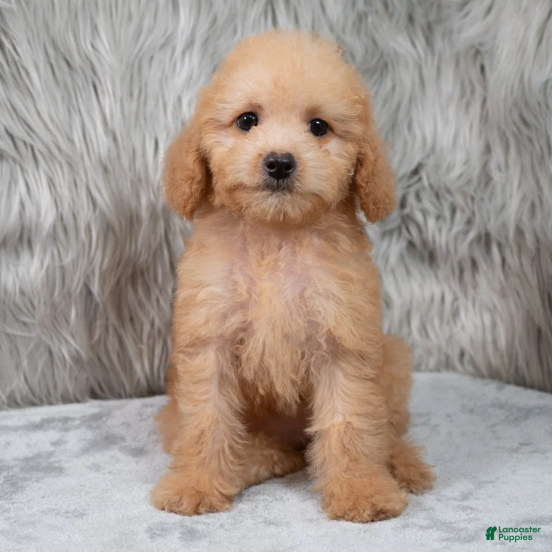 Mini Goldendoodle dogs for sale: Abby ID: 3852 - Ad 1