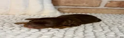 Mini Aussiedoodle dogs for sale: Tootsie - Ad 1