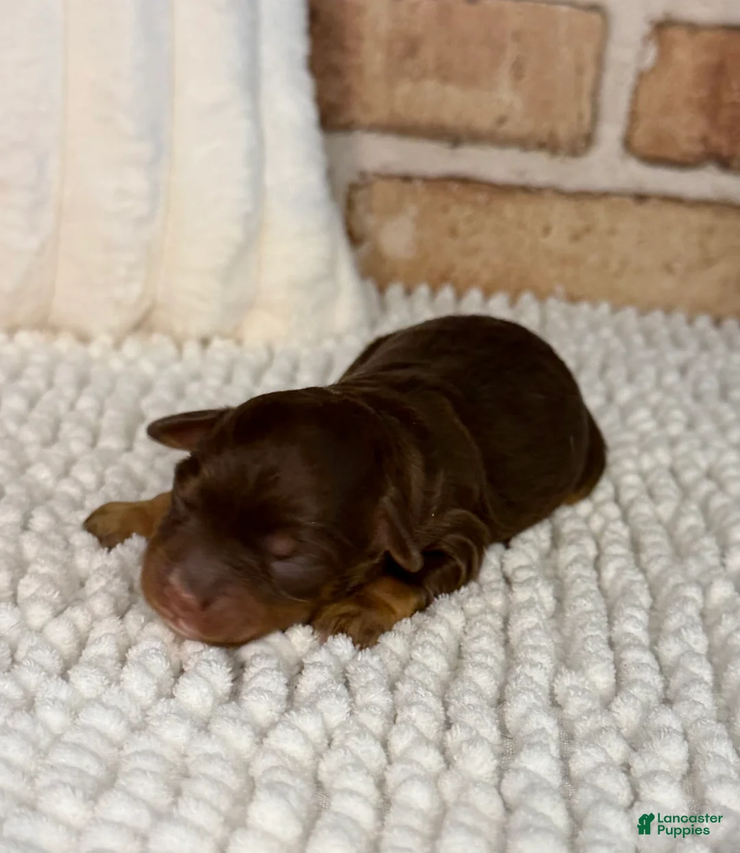 Mini Aussiedoodle dogs for sale: Tootsie - Ad 1