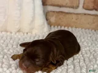 Mini Aussiedoodle dogs Tootsie - Ad 40
