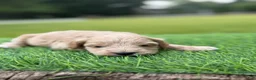 Cockapoo dogs for sale: Nova  - Ad 12