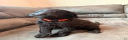 Double Doodle dogs for sale:  Amethyst - Ad 14