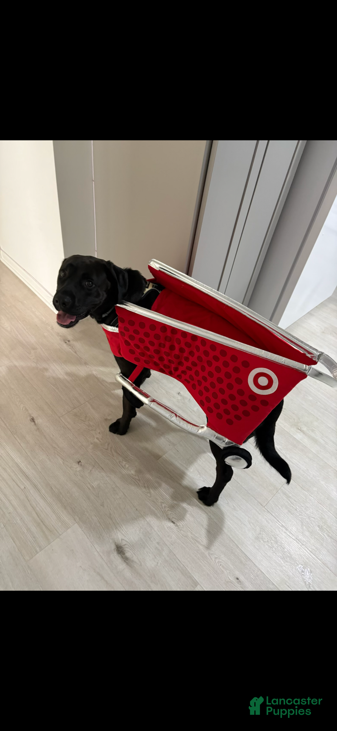 Mixed Breed dogs for sale: Mixed Breed Puppy 1 - Ad 1