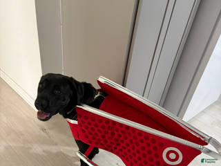 Mixed Breed dogs Mixed Breed Puppy 1 - Ad 5