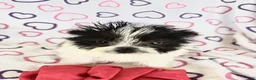 Maltipom dogs for sale: Maltipom 2 - Ad 4