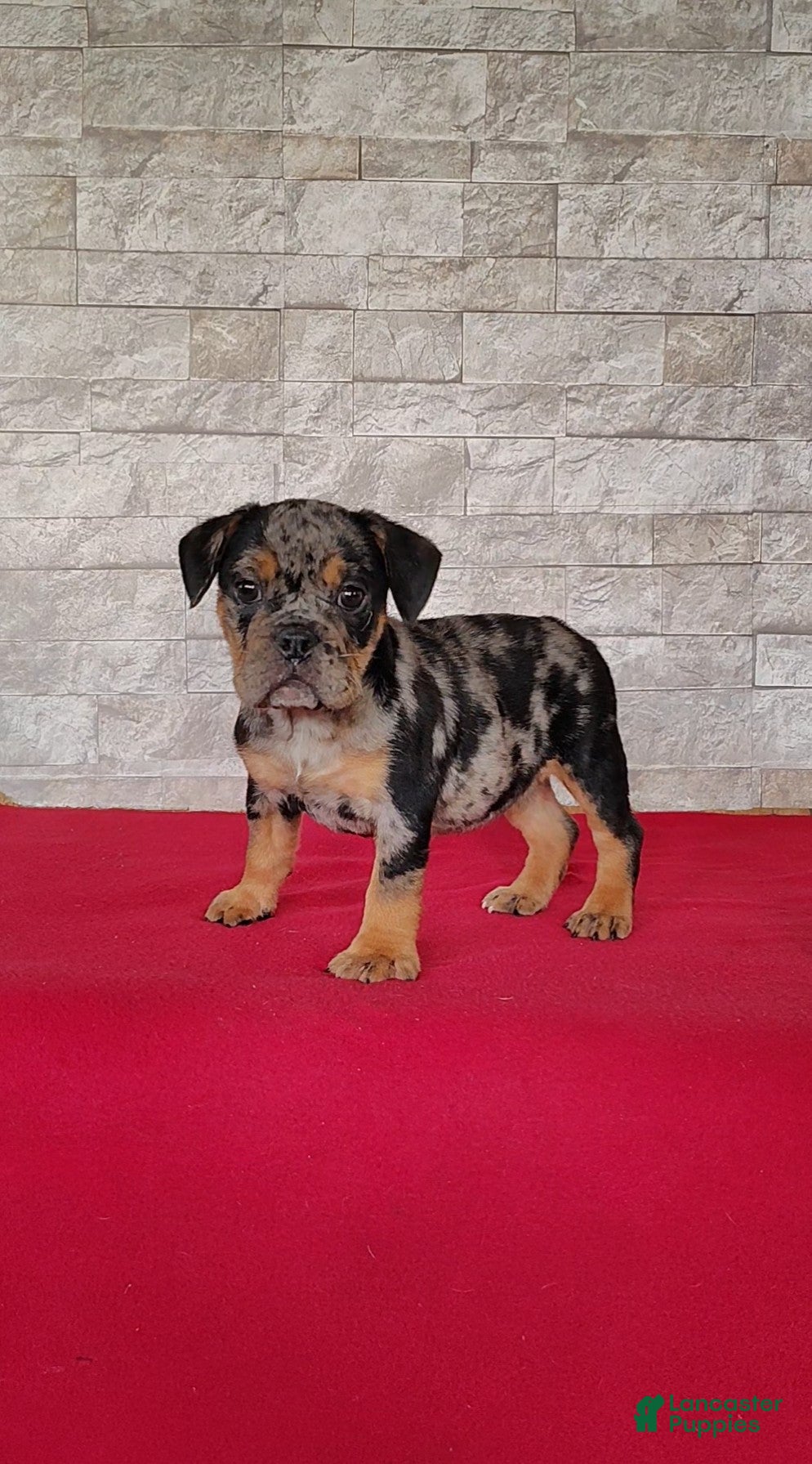 Beabull dogs Olivia - Ad 1