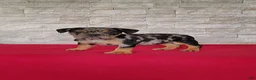 Beabull dogs for sale: Olivia - Ad 1