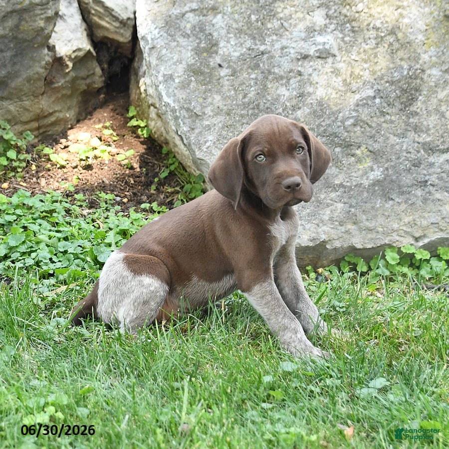 German Shorthaired Pointer dogs Ruger - Ad 2