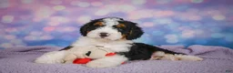 Mini Bernedoodle dogs for sale: Sparky - Ad 11