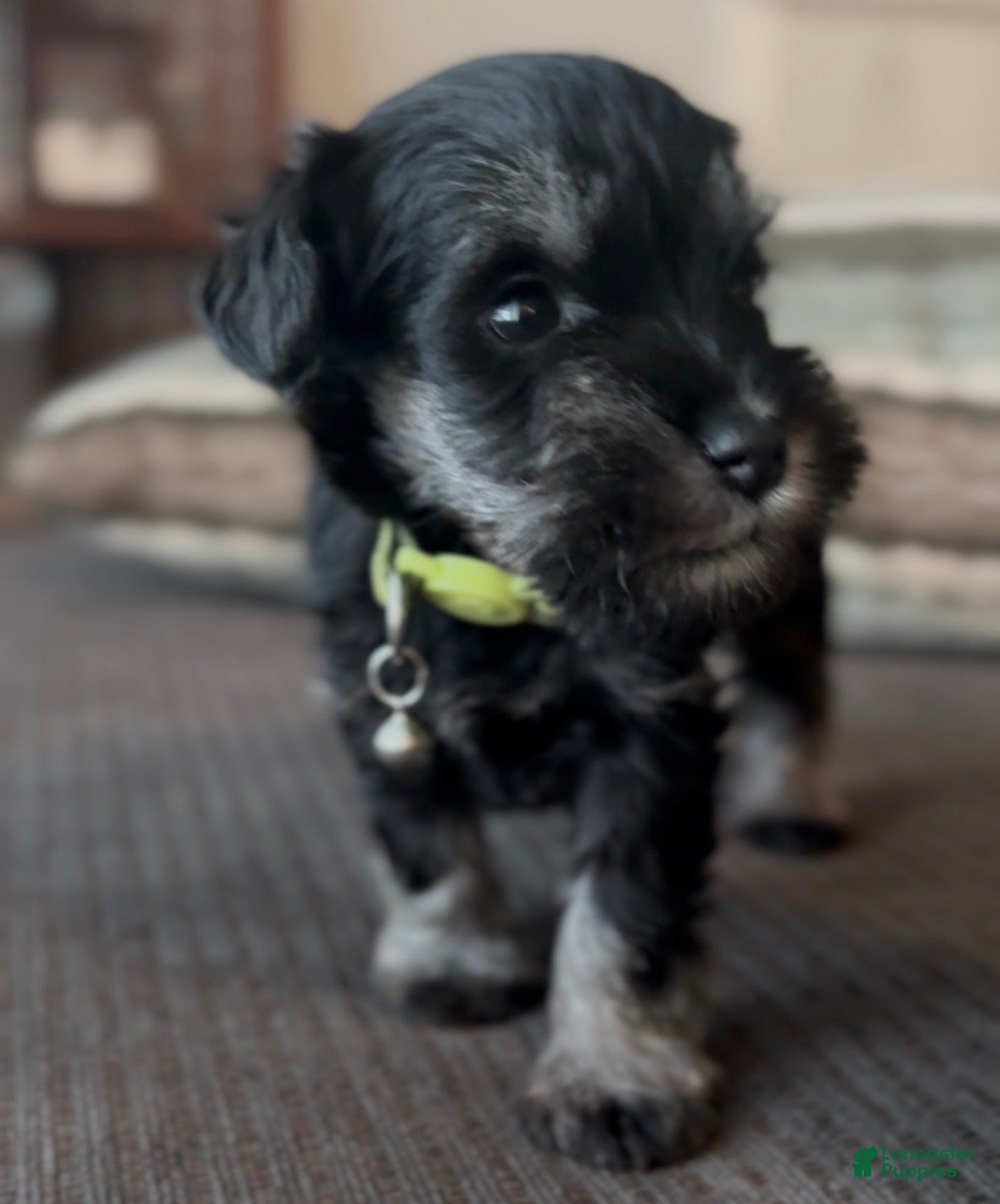 Miniature Schnauzer dogs Miniature Schnauze Puppy 4 - Ad 3