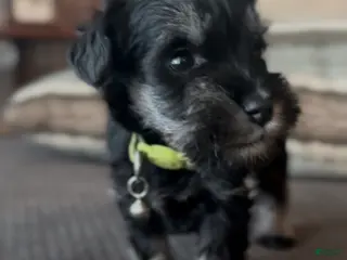 Miniature Schnauzer dogs Miniature Schnauze Puppy 4 - Ad 3