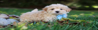 Buddy